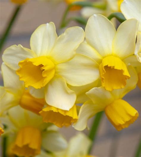 Narcissus Spring Sunshine John Scheepers Beauty From Bulbs