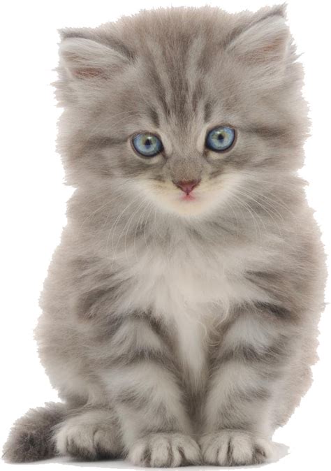 Cute Kitten Png Clip Art Library