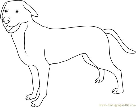 Download Greater Swiss Mountain Dog Coloring Page - Free Dog Coloring Pages : ColoringPages101.com