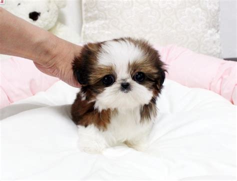 Shih Tzu Puppies Boone For Sale Boone Pets Dogs