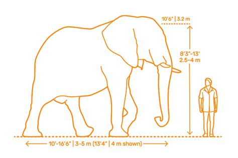 lastworld Fun: How Big Are African Elephants