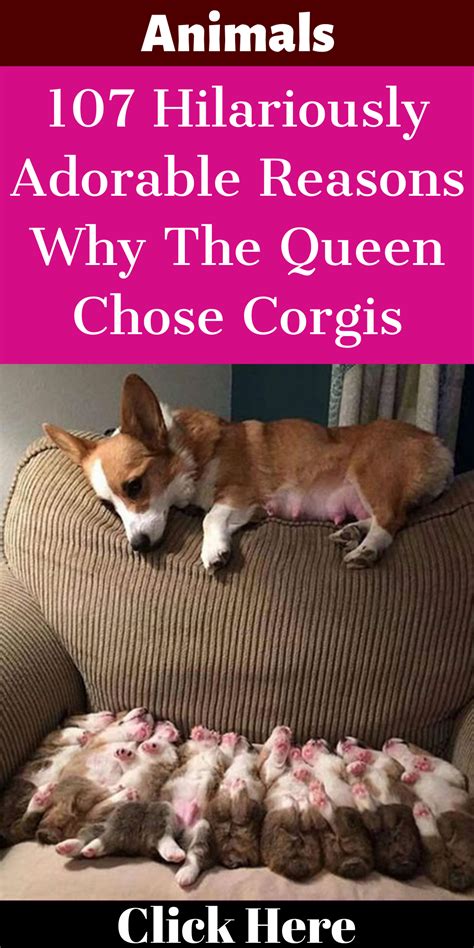 107 Hilariously Adorable Reasons Why The Queen Chose Corgis Corgi Funny Corgis Exhausted
