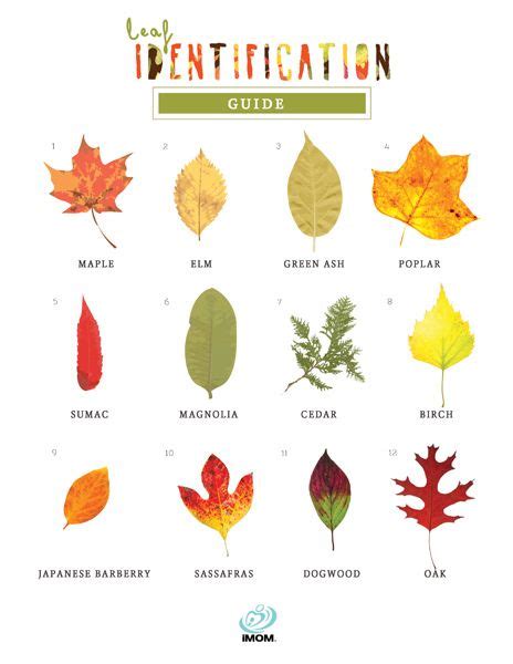 The Leaf Identification Guide For Different Types Of Leaves And Their