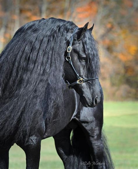 393 Best Images About Friesian Horses On Pinterest Baroque Dressage