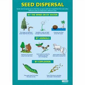 Chart Seed Dispersal