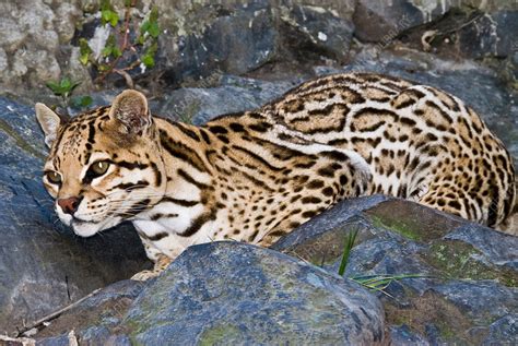Ocelot Stock Image C0175158 Science Photo Library