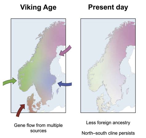New Study Reveals Who Came To Scandinavia During The Viking Age