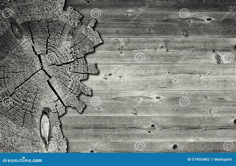 Black And White Cracked Cross Section Of Pine Tree Trunk Stock Photo