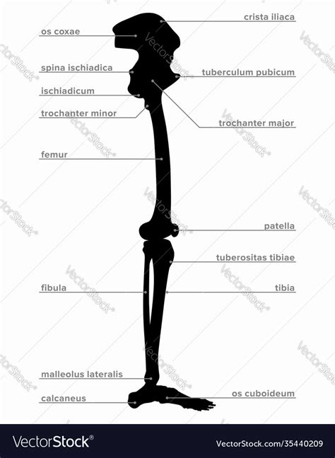 Human Leg Anatomy Bones