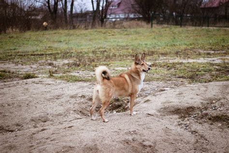 Noorse Buhund Karakter Verzorging Hondenrassen De Nieuwe Hond