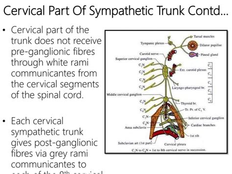 Cervical Sympathetic Trunks Anatomy