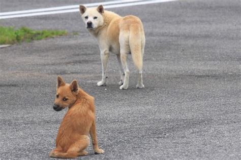 公園の野犬に噛まれる被害多発！群れにエサをやる男性の言い分とは？【スマホ豆知識】（動画紹介） Nttドコモ Dアプリ＆レビュー