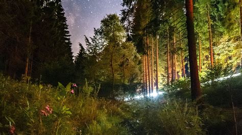 Download Wallpaper 1920x1080 Starry Sky Night Trees Forest Flowers