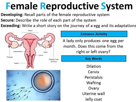 Ch Reproductive System Biology With Foley At Hot Sex Picture