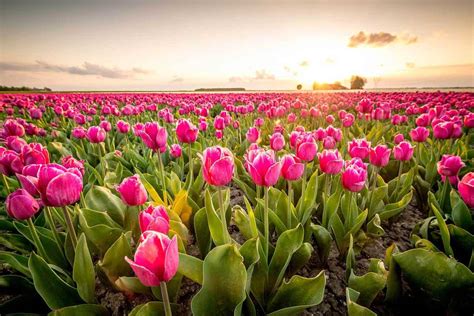 48 Stunning Tulip Fields Photos That Will Inspire You