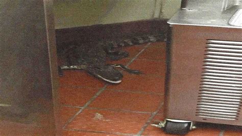 Florida Man Charged With Tossing Live Alligator Into Wendys Drive Thru