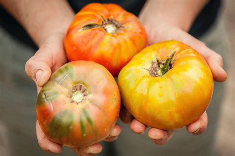 Growing Heirloom Tomatoes Hand Holding Trio Of Heirloom Tomatoes