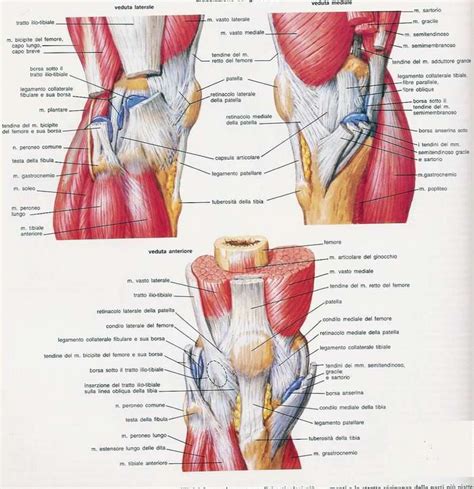 Pin By Vanessa Pinder On Anatomy Anatomy Quadriceps Femoris Anatomy