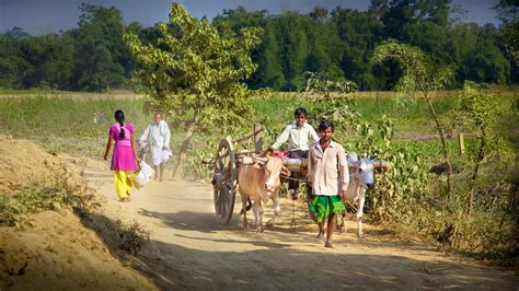 Road From The Village Assam India Milk Bosti Gaon Villag Flickr