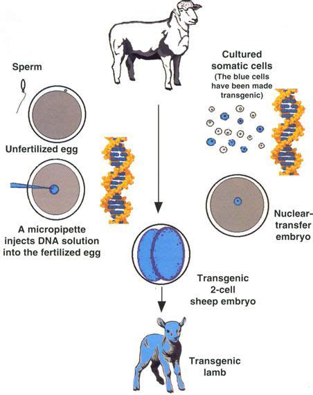 We did not find results for: Transgenic animals | Dna technology, Biotechnology ...