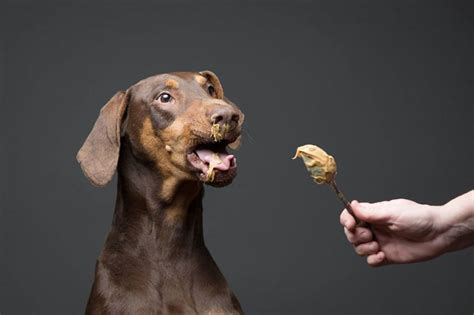 Photographer Captures Hilarious Expressions Of Dogs Eating Peanut Butter