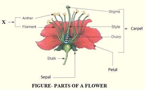Describe The Structure Of A Typical Flower With The Help Of A