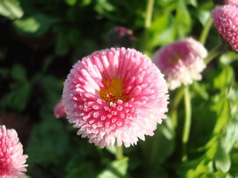 Daisy English 500 Seeds Pink Pomponette Bellis Perennis Flower Garden And Outdoor