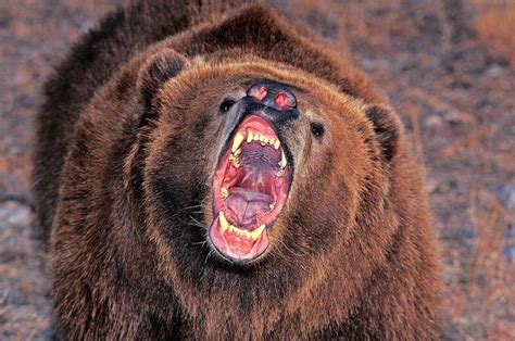 Kodiak Bear Ursus Arctos Middendorffi Bild Kaufen 70397823