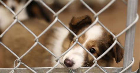 Michigan Becomes A “No-Kill” State For All Shelter Animals