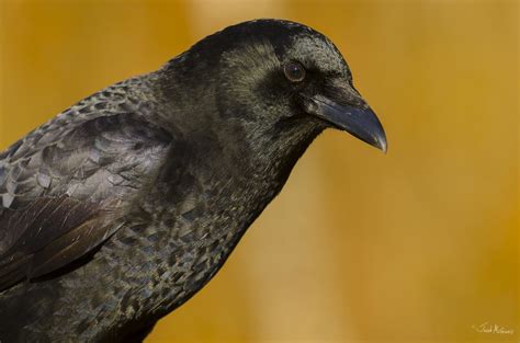 American Crow Corvus Brachyrhynchos Cottage Lake Park W Flickr