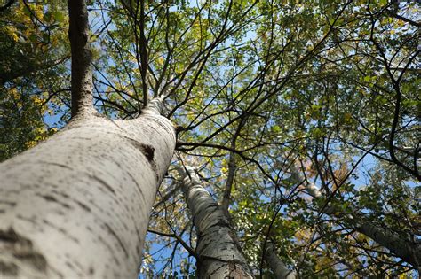 2000 Free Birch Tree And Silver Birch Tree Pictures Pixabay