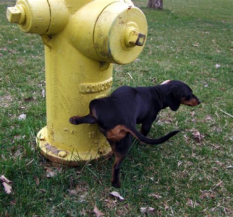 Why Do Dogs Like To Pee On Fire Hydrants