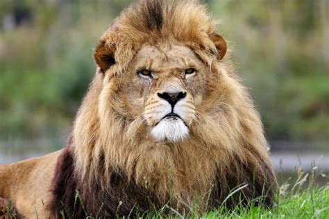 The African Lion Vs Cape Wild Dog Animals Around The Globe