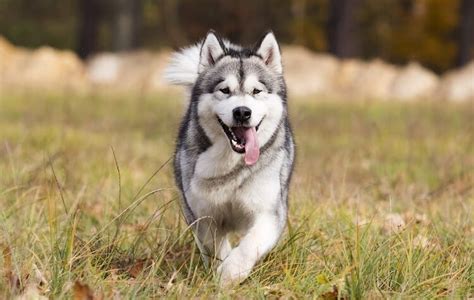 The Complete Alaskan Husky Dog Breed Guide And Pictures All Things Dogs
