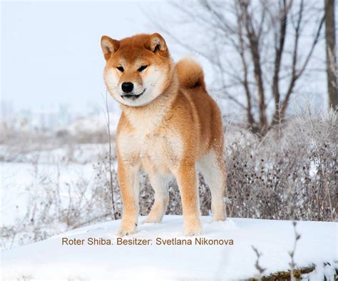 ɕiba inɯ) is a breed of hunting dog from japan. Der Shiba Inu - Akita und Shiba Inu Züchter Sachsen
