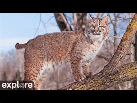 Maybe you would like to learn more about one of these? Bobcat Rehab and Release - Big Cat Rescue powered by ...