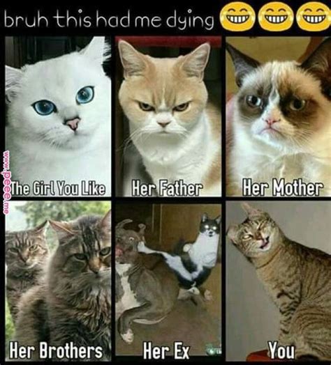 So we have found the funniest cat memes on the internet, for your personal enjoyment. 60 + New Hot Funniest Cat Memes to Welcome 2021 | Funny grumpy cat memes, Funny cat memes, Funny ...