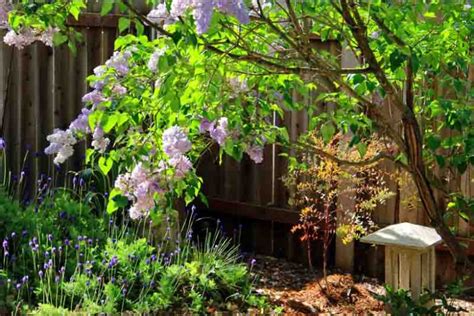 Syringa Vulgaris Blue Skies Lilac