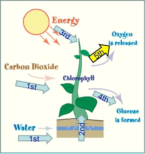 Plants release oxygen during the day in the presence of natural light through the process of photosynthesis. Did You Know cards