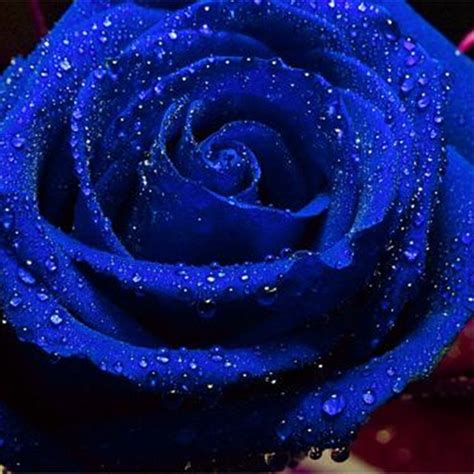30pcs Blue Rose Seeds Blue Enchantress Rosa Chinensis Jacq