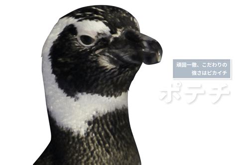 すみだ水族館の「推しペン診断」あなたの性格を診断し、あなたにオススメのペンギンを見つけます！