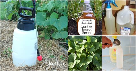 10 Homemade Insecticides That Keep Your Garden Pest Free Naturally