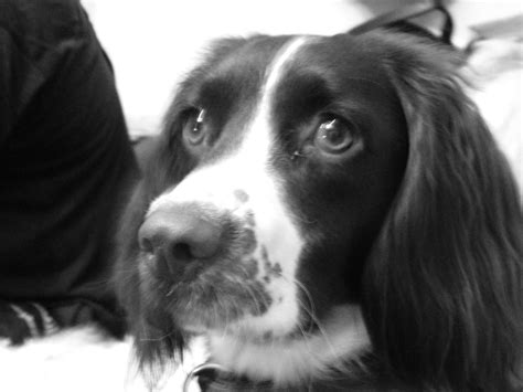 Small Black And White Dog Breeds - Gimera