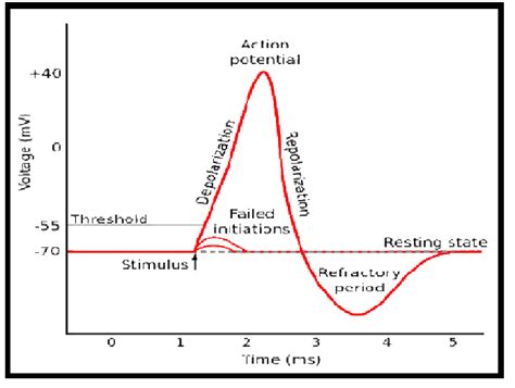 Different Phases Of Action Potential 10 Download Scientific Diagram
