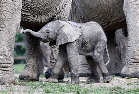 Watch This Newborn Baby Elephant Begin To Explore The World Express