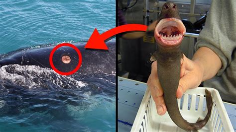 10 Creepiest Sea Creatures Ever Found Youtube