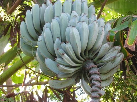 Blue Banana All About An Exotic Plant With Vanilla Scented Fruits