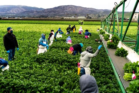 Vaccinations Are Keeping Farm Workers In Salinas Valley Safe From Covid