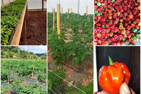 Ministry Of Agriculture Features Hot Pepper Growers In Stann Creek District