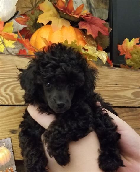 5 4 Months Old Cute Miniature Poodle Dog Puppy For Sale Or Adoption